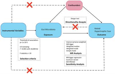 Causal relationship between gut microbiota and pathological scars: a two-sample Mendelian randomization study